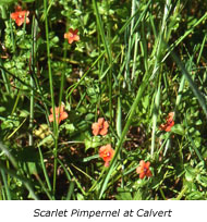 Scarlet Pimpernel at Calvert
